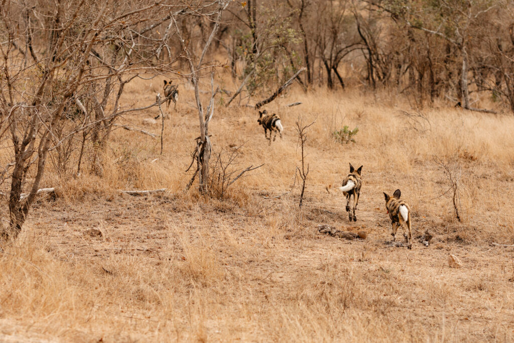 Shiviko Kruger Wild Dogs Shiviko Kruger Wild Dogs