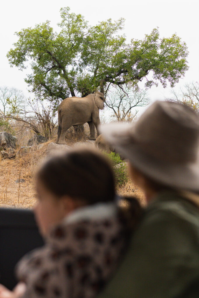 Shiviko Kruger elephant Shiviko Kruger elephant