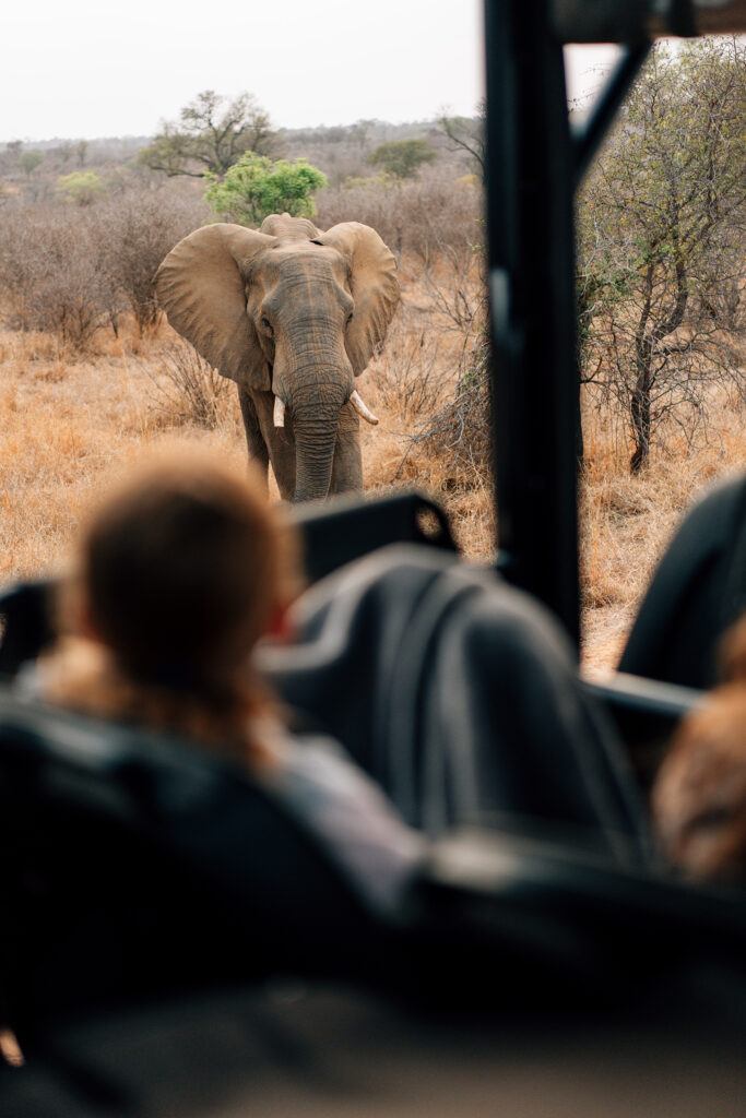 Shiviko Kruger elephant on safari Shiviko Kruger elephant on safari